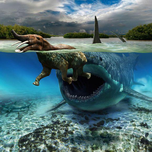 巨齿鲨的祖先是什么 巨齿鲨有什么特征种