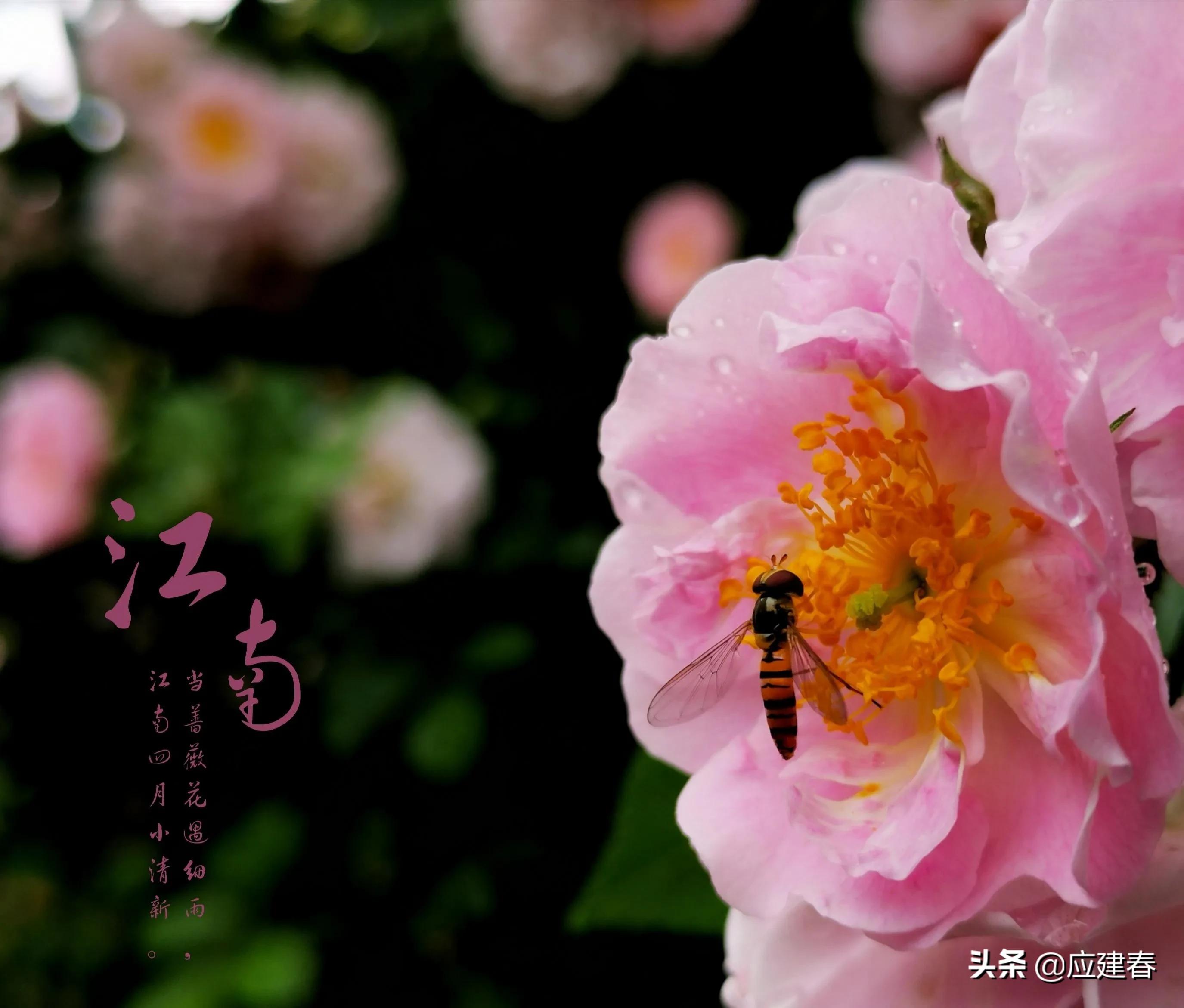 「散文」当蔷薇花遇细雨，江南四月小清新