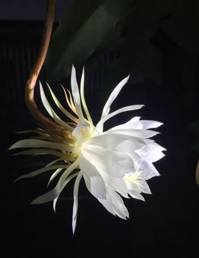 「诗词鉴赏」昙花一现为韦陀，古诗词里的昙花，一现刹那芳华