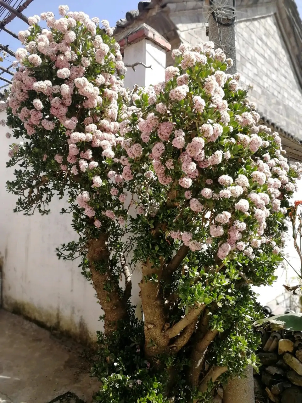 最好养的花卉有哪些（盘点五种最好养活的花卉）