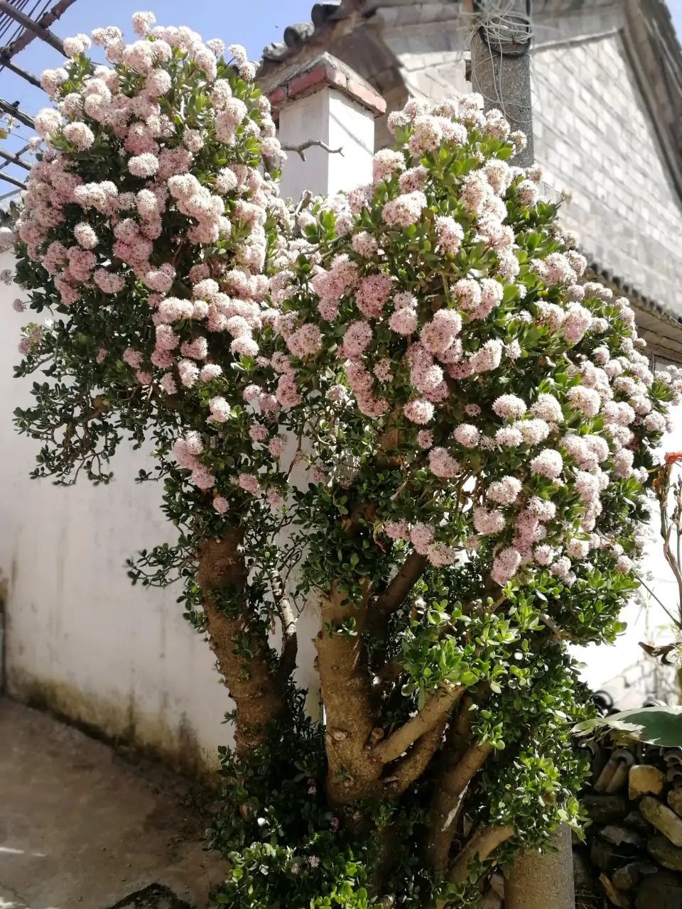 为什么自然界中少有绿色的花答案(老人常说，5种植物，开花属“意外”，都是“好兆头”)