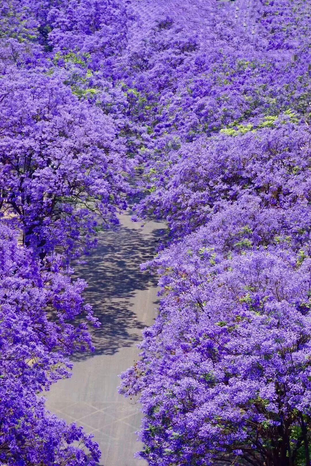 公路边绿化开紫色的花图片