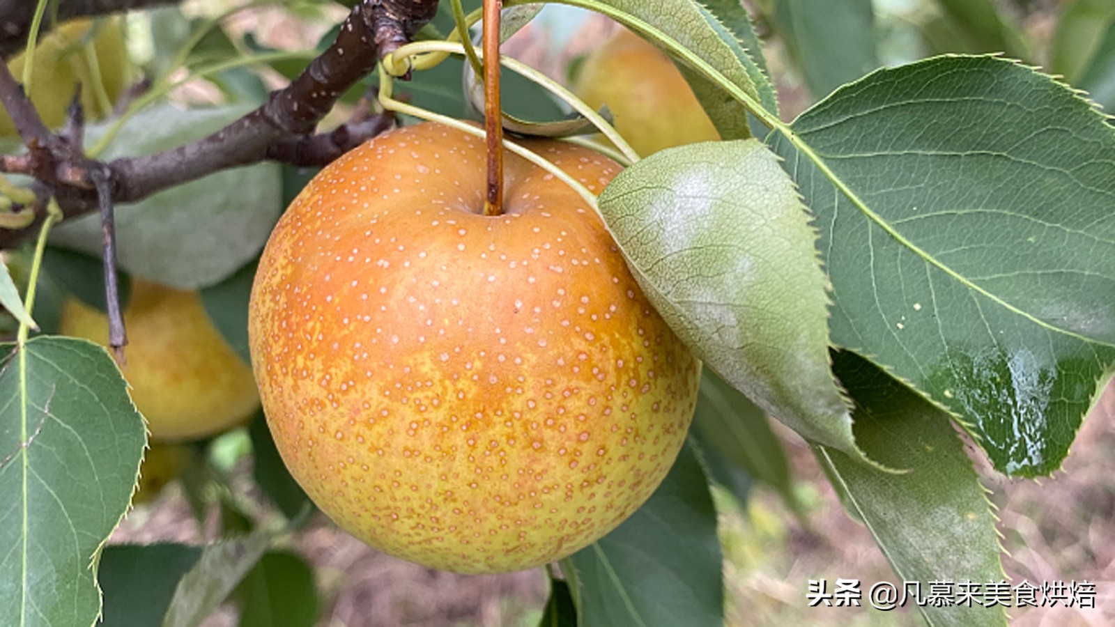 苹果梨图片（盘点全国最好吃的50种梨快收藏）