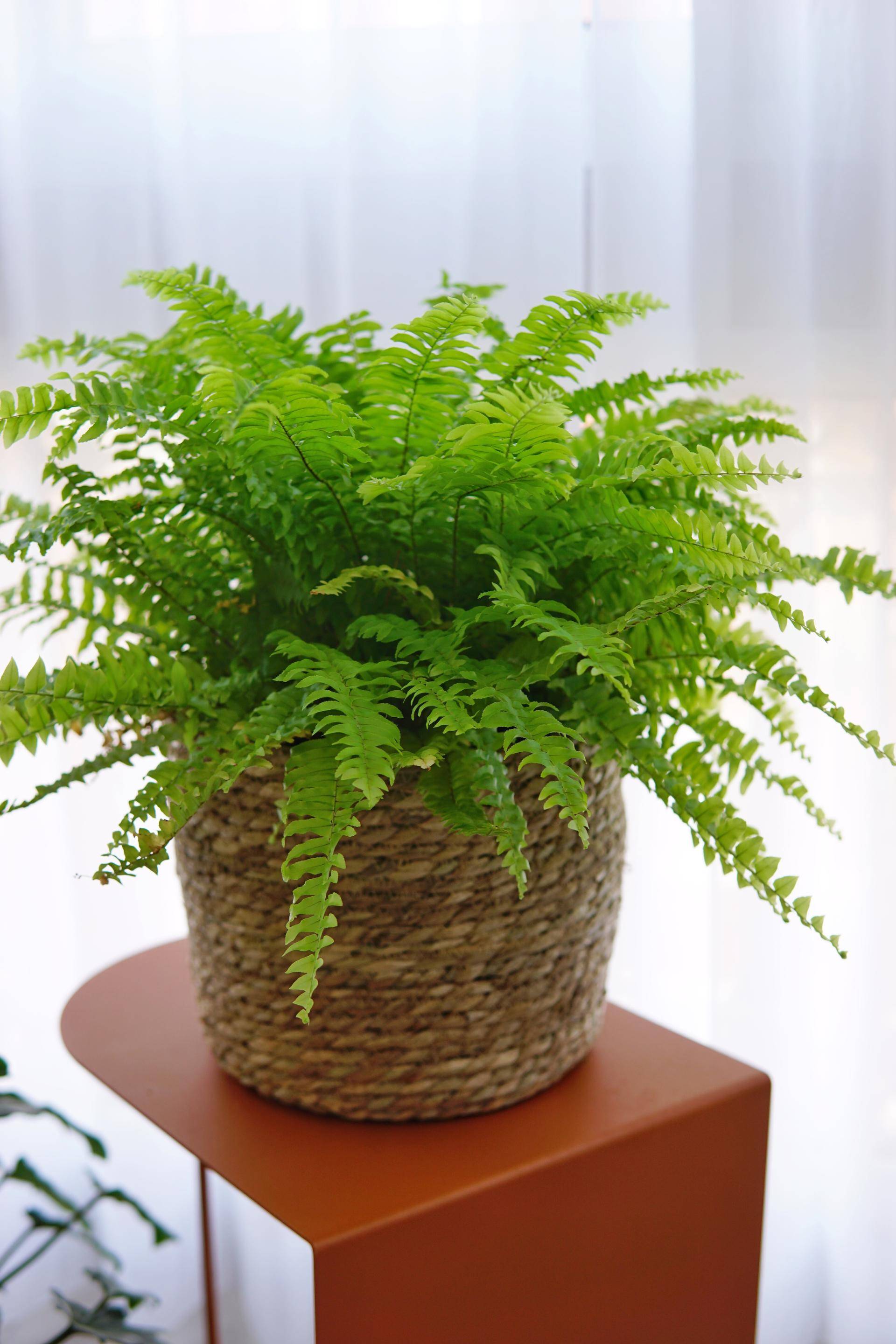 室内观叶植物 室内常见观叶植物-经验帮