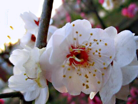 玉蝶梅花的特点（关于玉蝶梅花的图片解析）