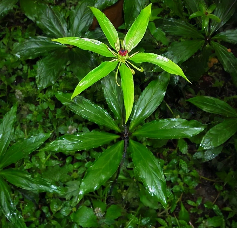 走进深山老林中，遍地珍贵野草，一种七叶一枝花，叶子却不止7片