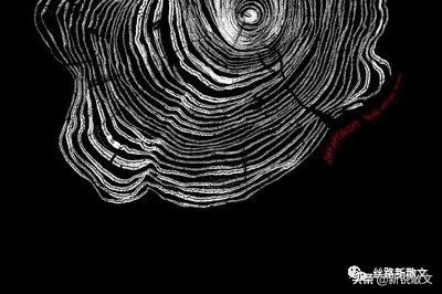 关于年轮的美文(时光的年轮美文) _晶羽文学网