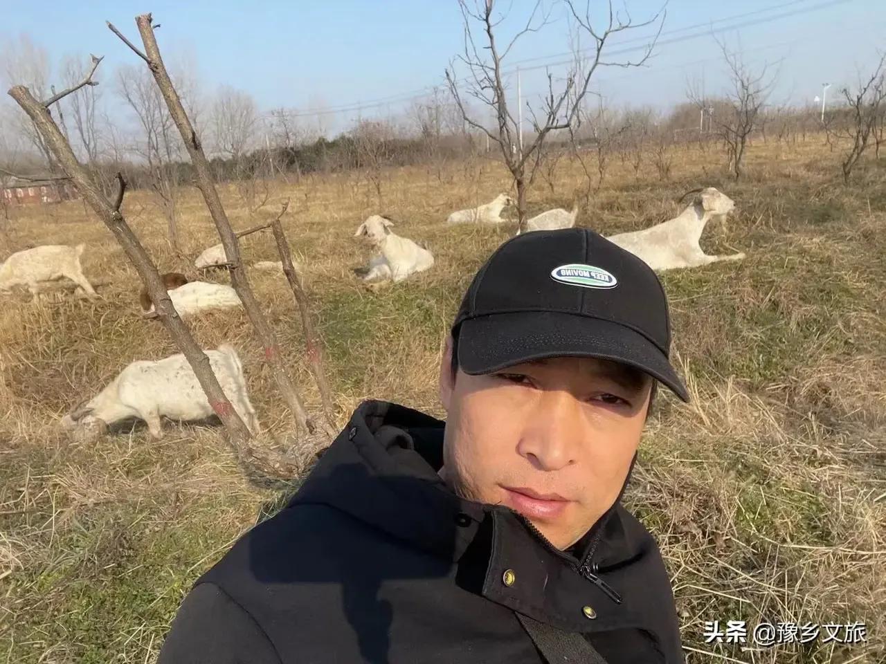 一只羊多少錢,