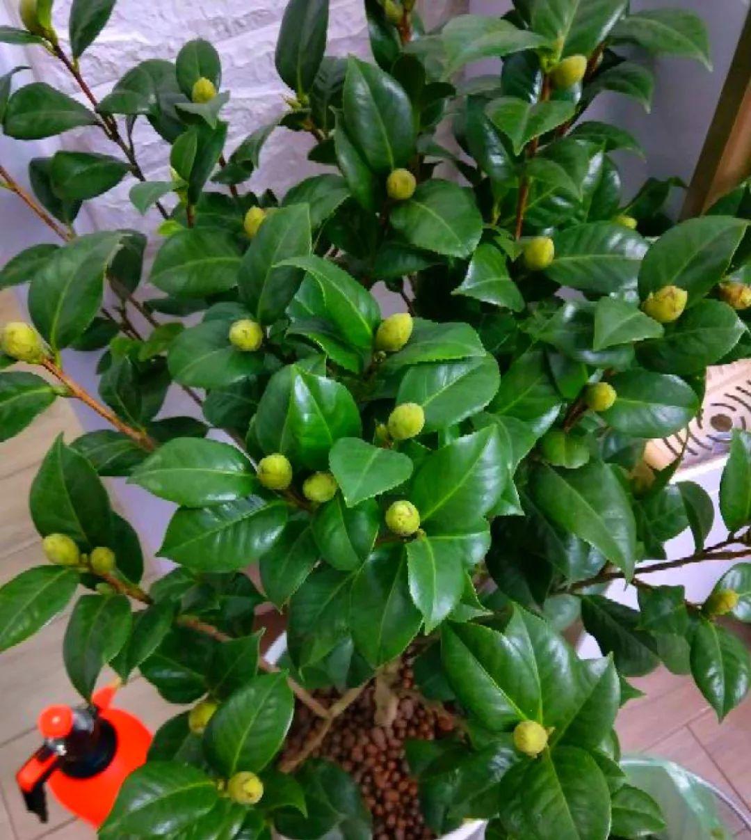 想要长寿花冬天抗冻一点,趁现在撒把肥,叶子厚实开花还多