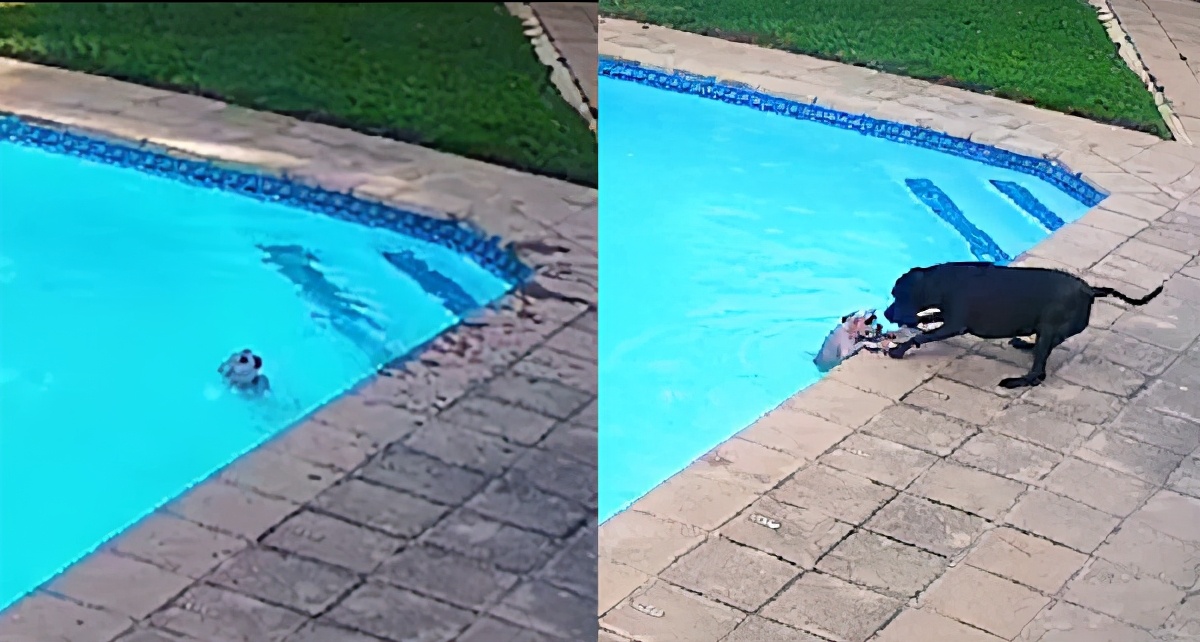 13岁博美跌进自家泳池，挣扎到无力，被同伴手嘴并用救出