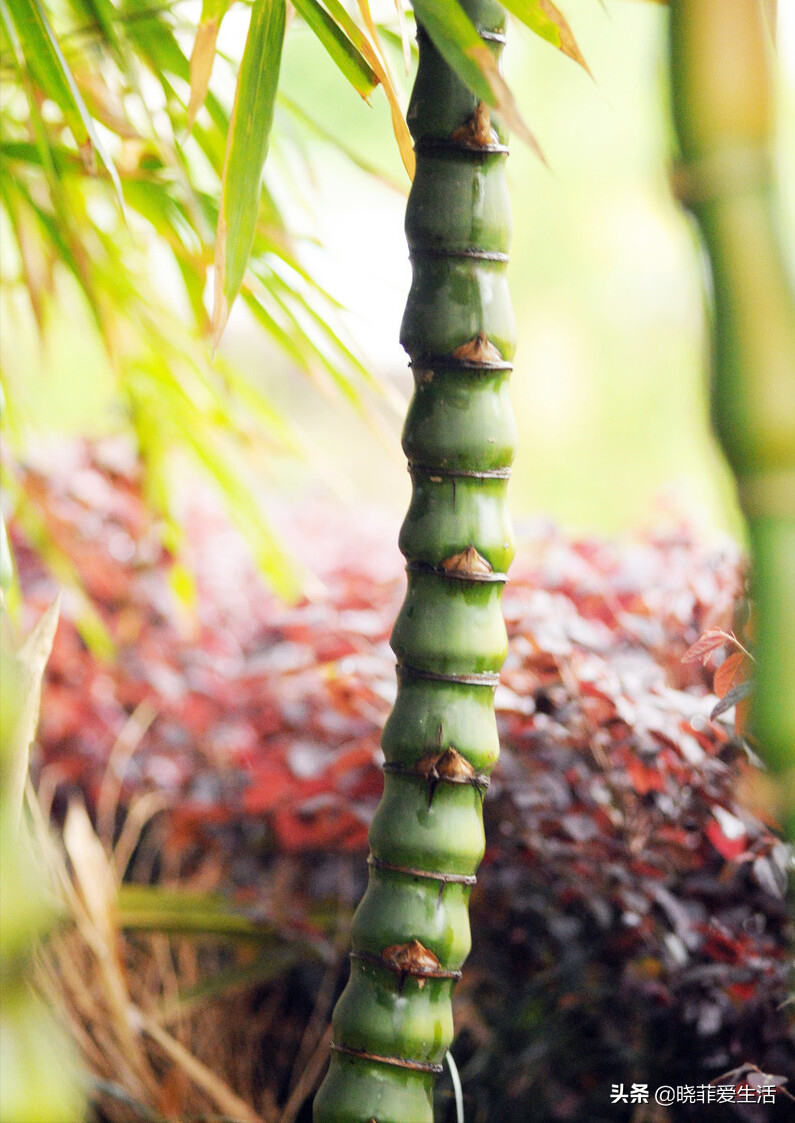 4种"财运竹",养在客厅,富贵长寿"节节高升"