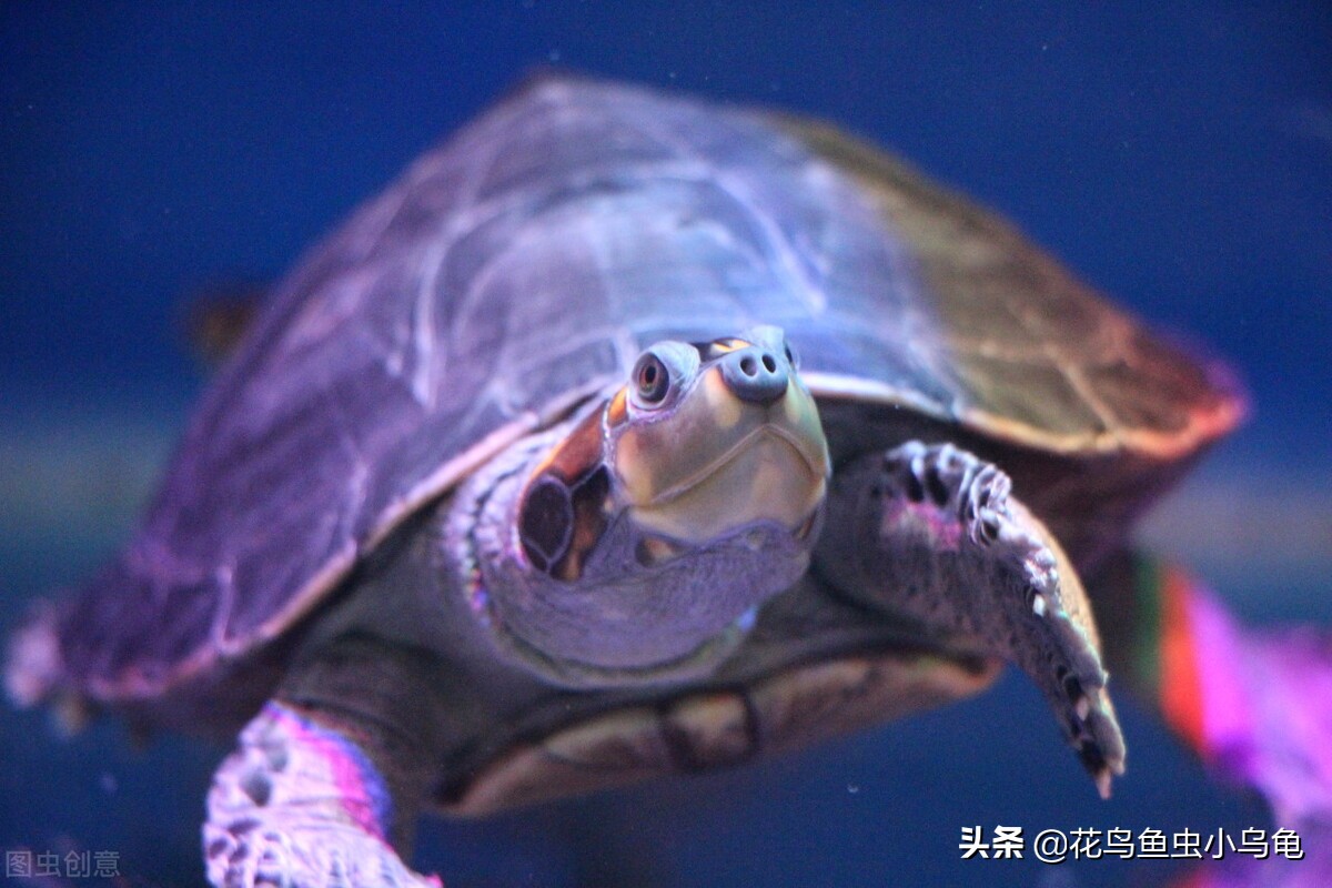 原來其中大有學問,居然還有不需要水養的烏龜