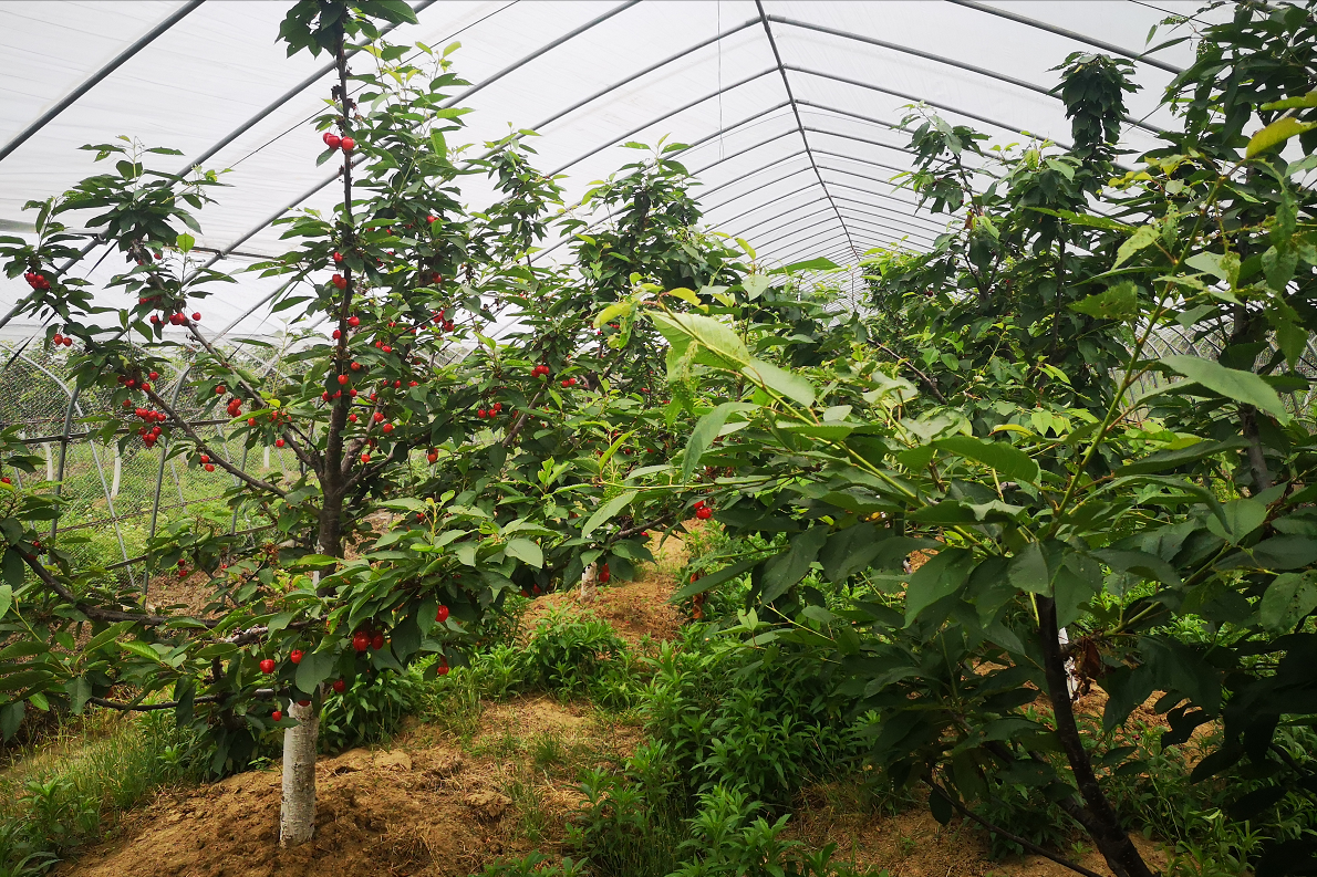 300万亩国产车厘子的"阴暗面":跟风种植成灾,有人倾家荡产
