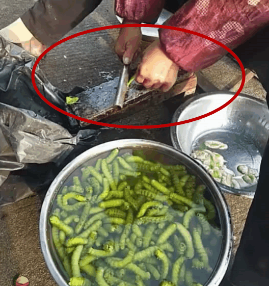 猪儿虫，从害虫到美食