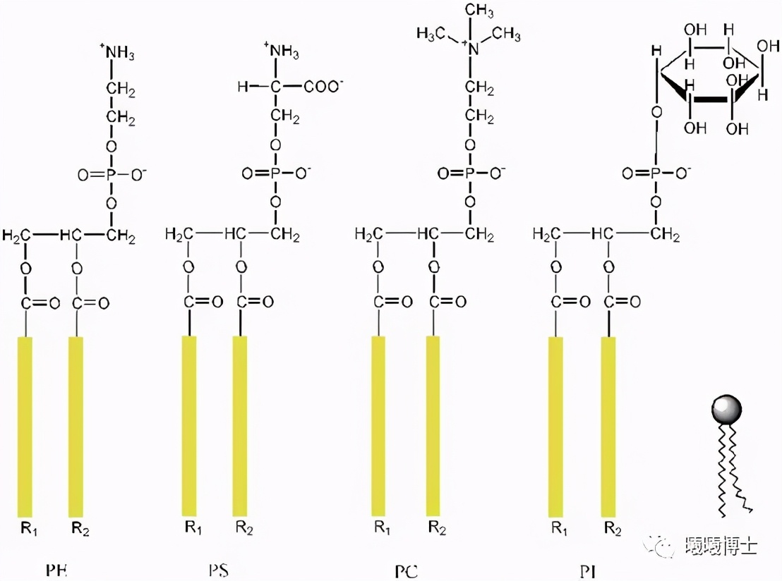 没有比这更详细的溶血磷脂的深度认识了