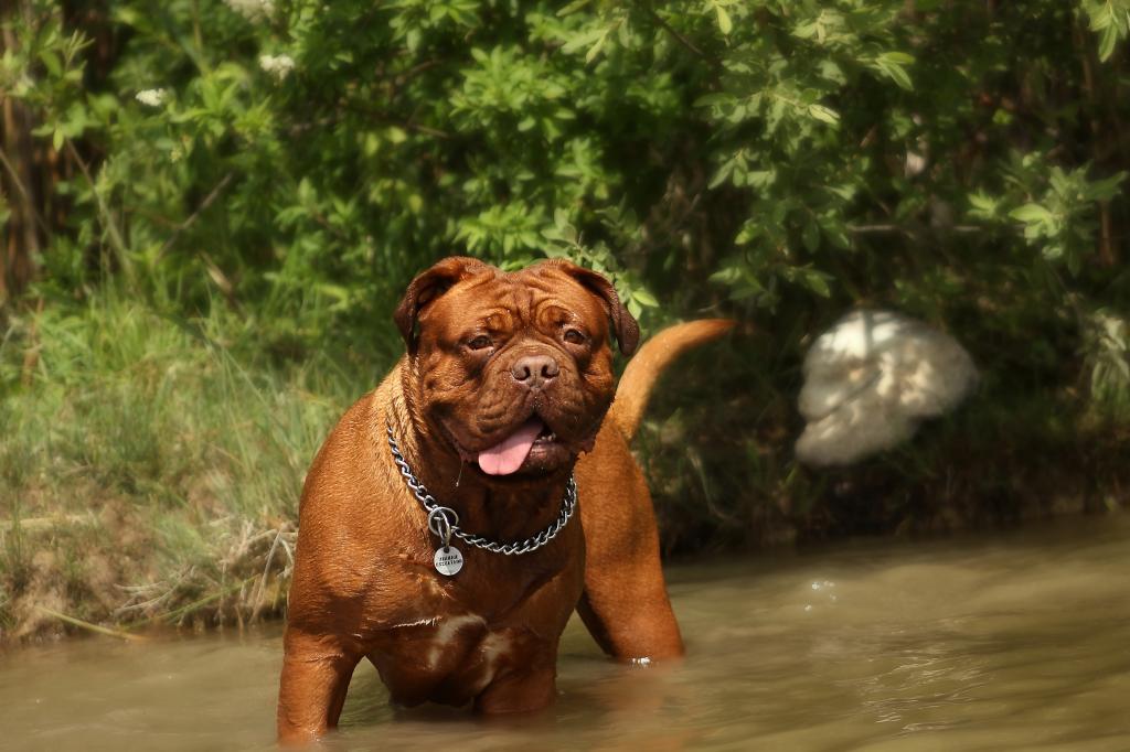 世上最凶猛的十大恶犬，藏獒在里面只能算小弟