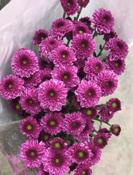 小雏菊花期（小雏菊花期较长养护得当可更长）