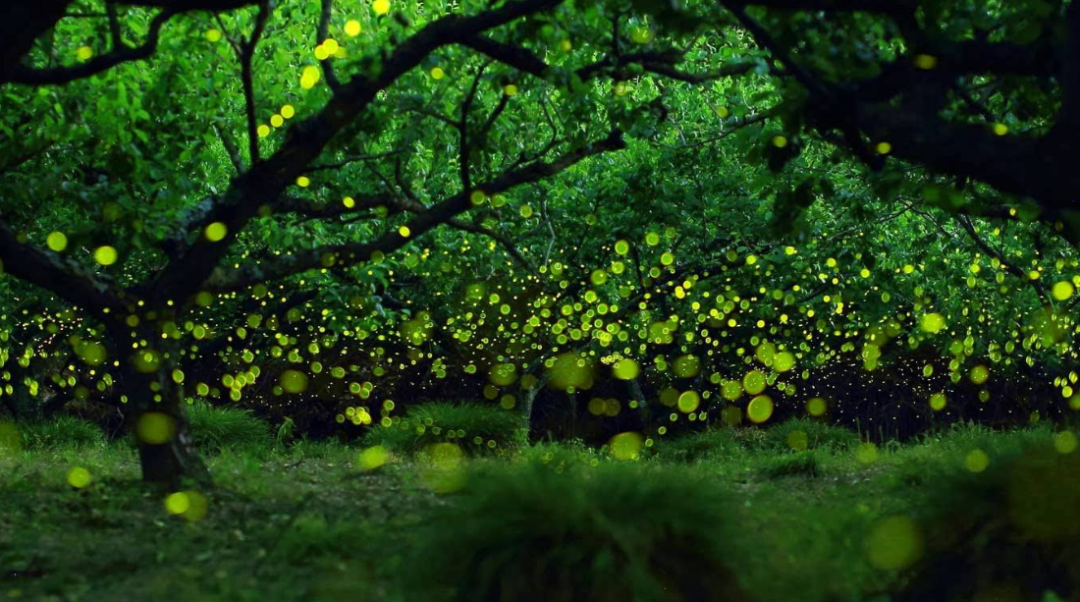 关于萤火的美文 _晶羽文学网