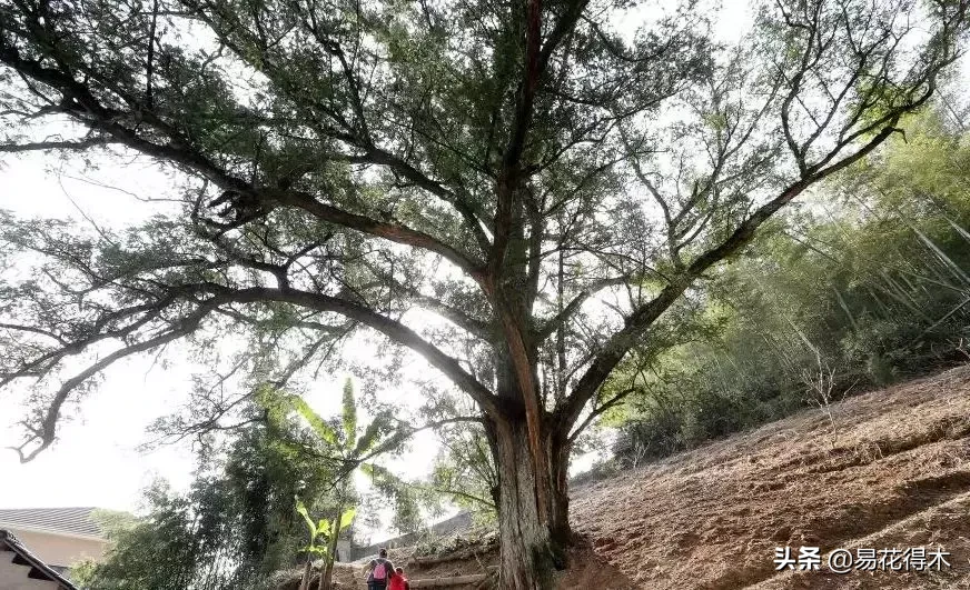 香榧和榧树的区别（榧树的区别辨识与市场现状）