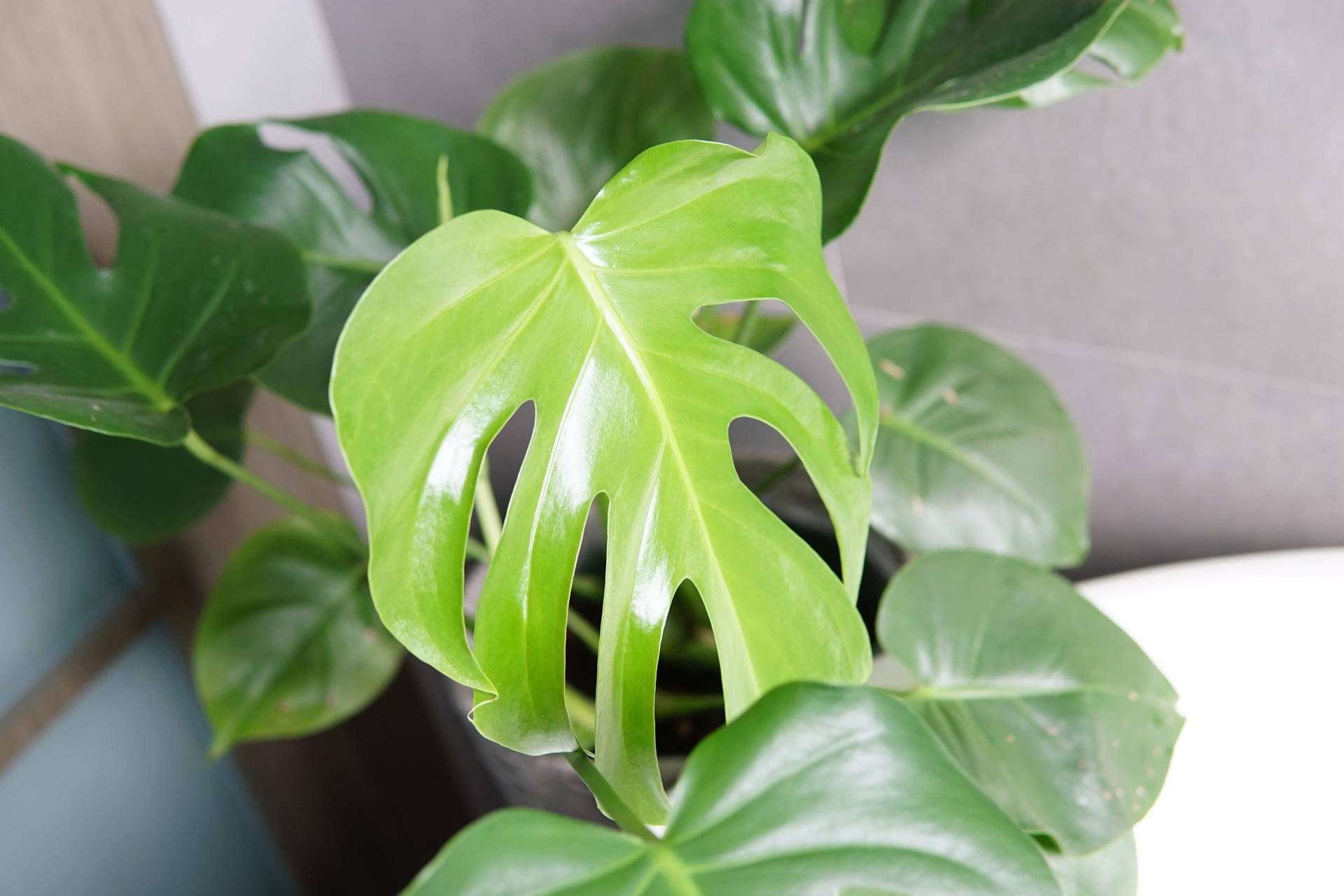 室内观叶植物 室内常见观叶植物-经验帮