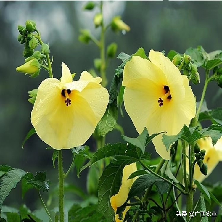 金花葵在广西柳州市柳江区开出"金花"
