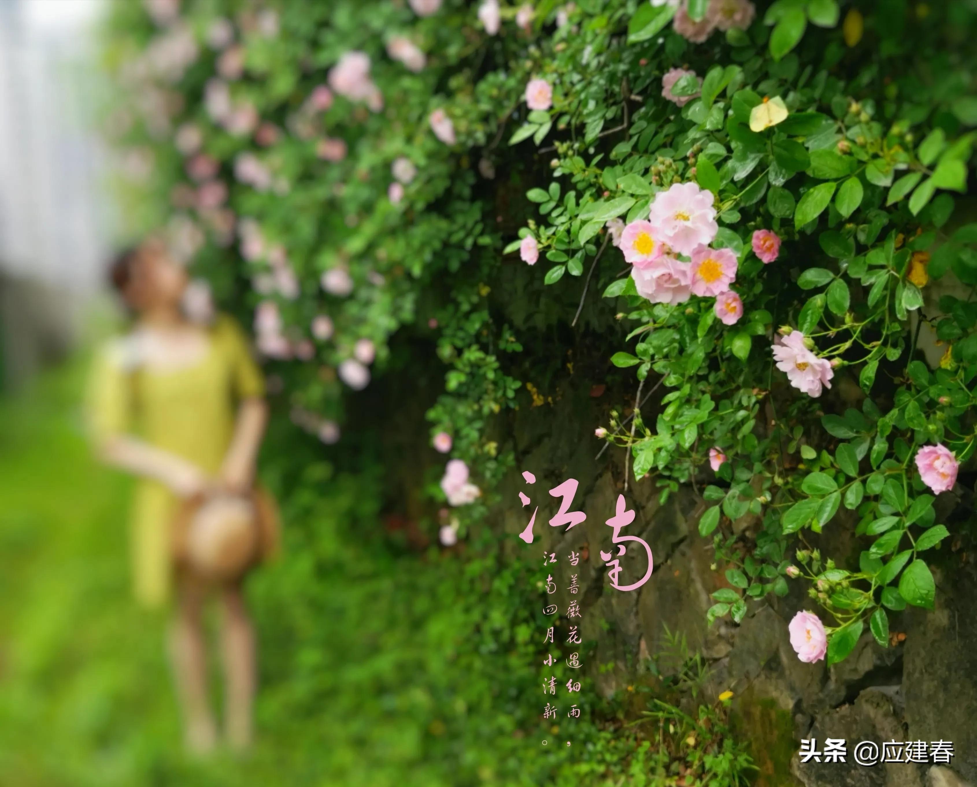 「散文」当蔷薇花遇细雨，江南四月小清新