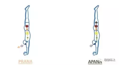 30 個常見瑜伽體式的正確發力放向，氣息流動和對應脈輪