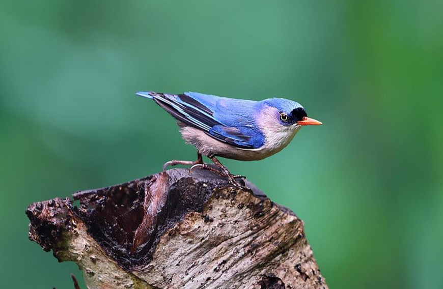 䴓怎么读？䴓是什么意思？