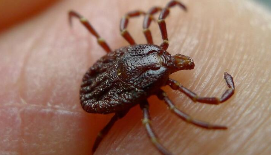 蜱虫叮咬高发期来了