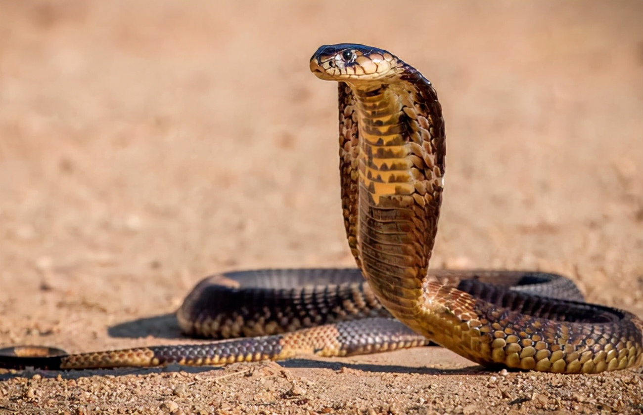 浙江男子抓了200余条眼镜蛇被判3年！专家：保护动物，每条1000元