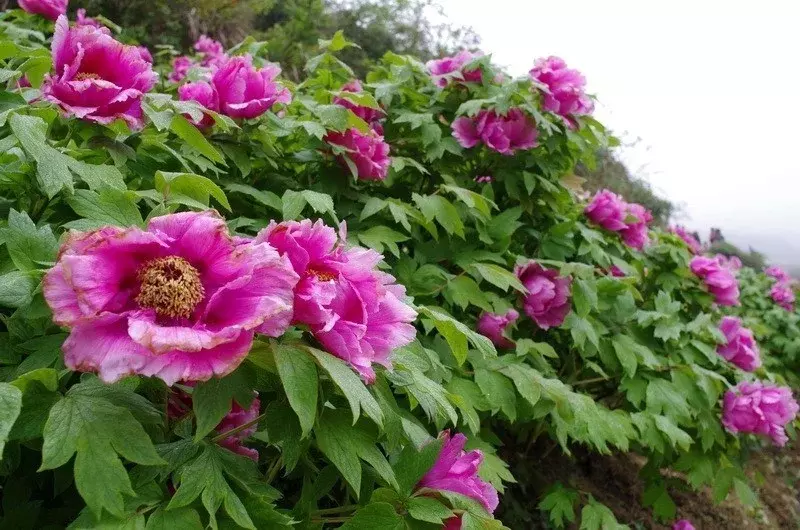 红牡丹：花型宽厚的红花，被称为百花之王，花语是‘富贵