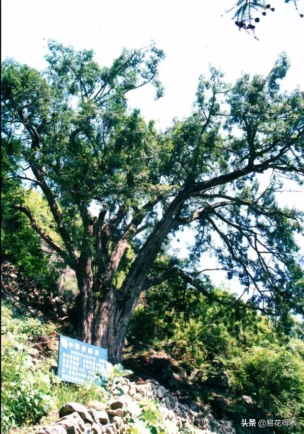 香榧和榧树的区别（榧树的区别辨识与市场现状）