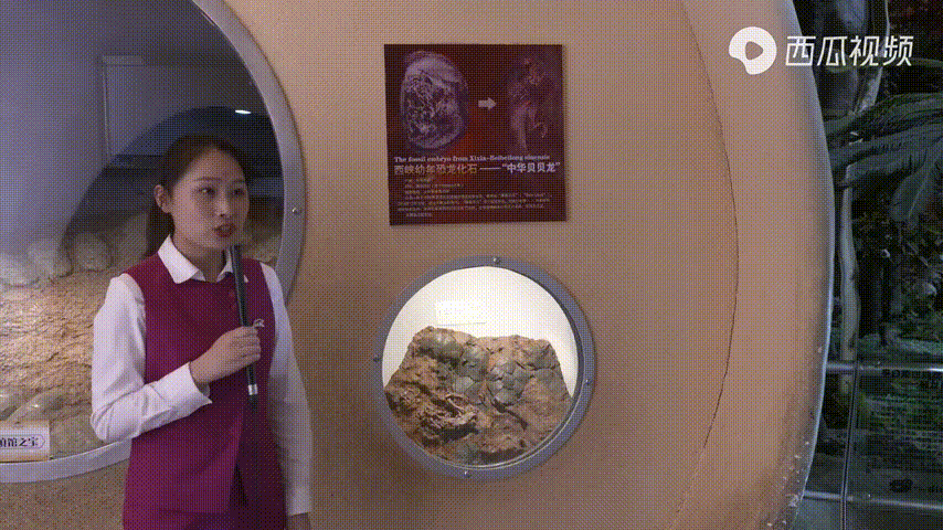 三星堆神树、西汉铜镜、毛公鼎…… 西瓜视频上到底有多少大宝贝？