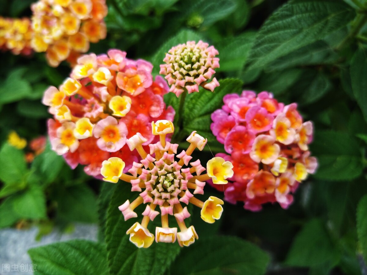 50种常见的园林花卉,图文结合,看你认识多少?学点植物小知识