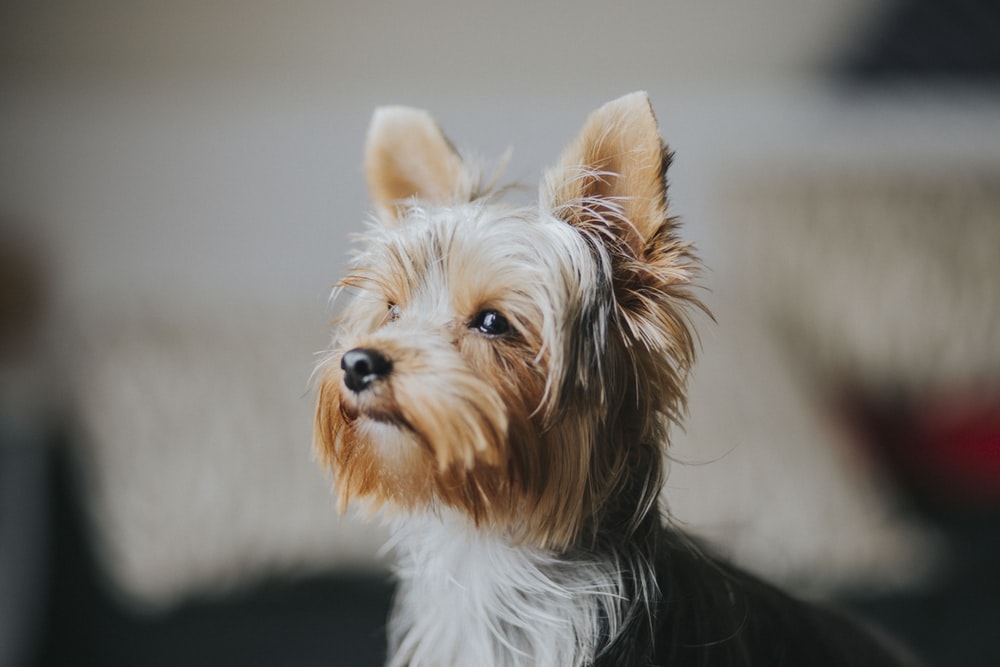 约克夏犬优缺点（约克夏犬优缺点比熊）-悠嘻资讯网