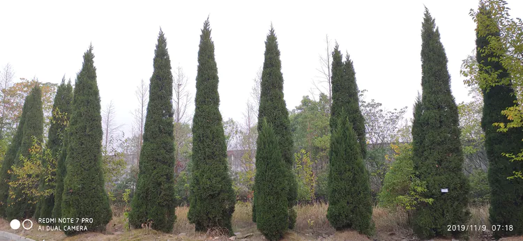 陪你一起看湖北省广水一中①——走进植物王国