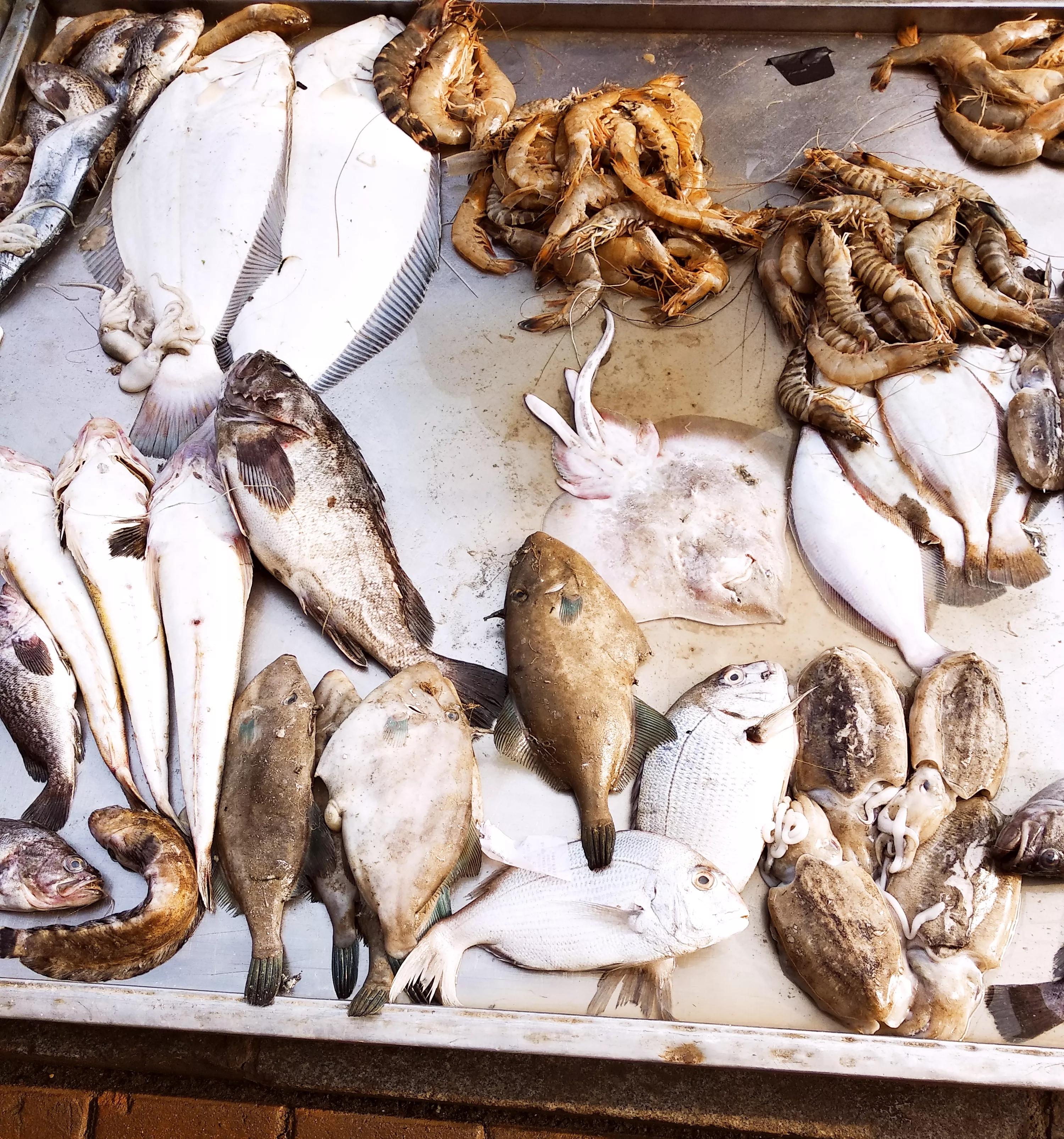 市场常见的海鱼有哪些图片