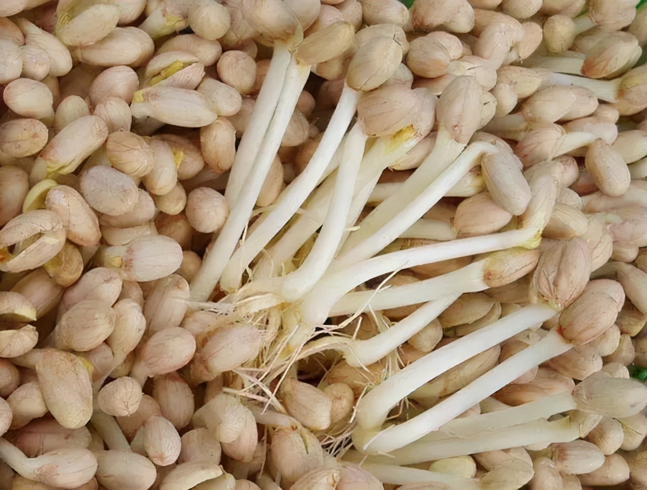 食物发芽了还能不能吃？大家对于该类食物的认知，要更加全面