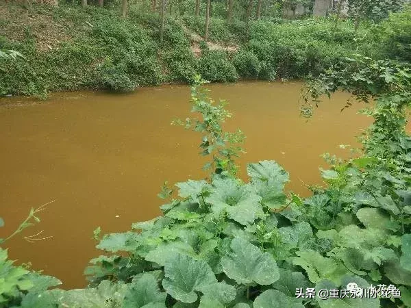 養(yǎng)殖水體“水銹”形成的原因和防控的探討