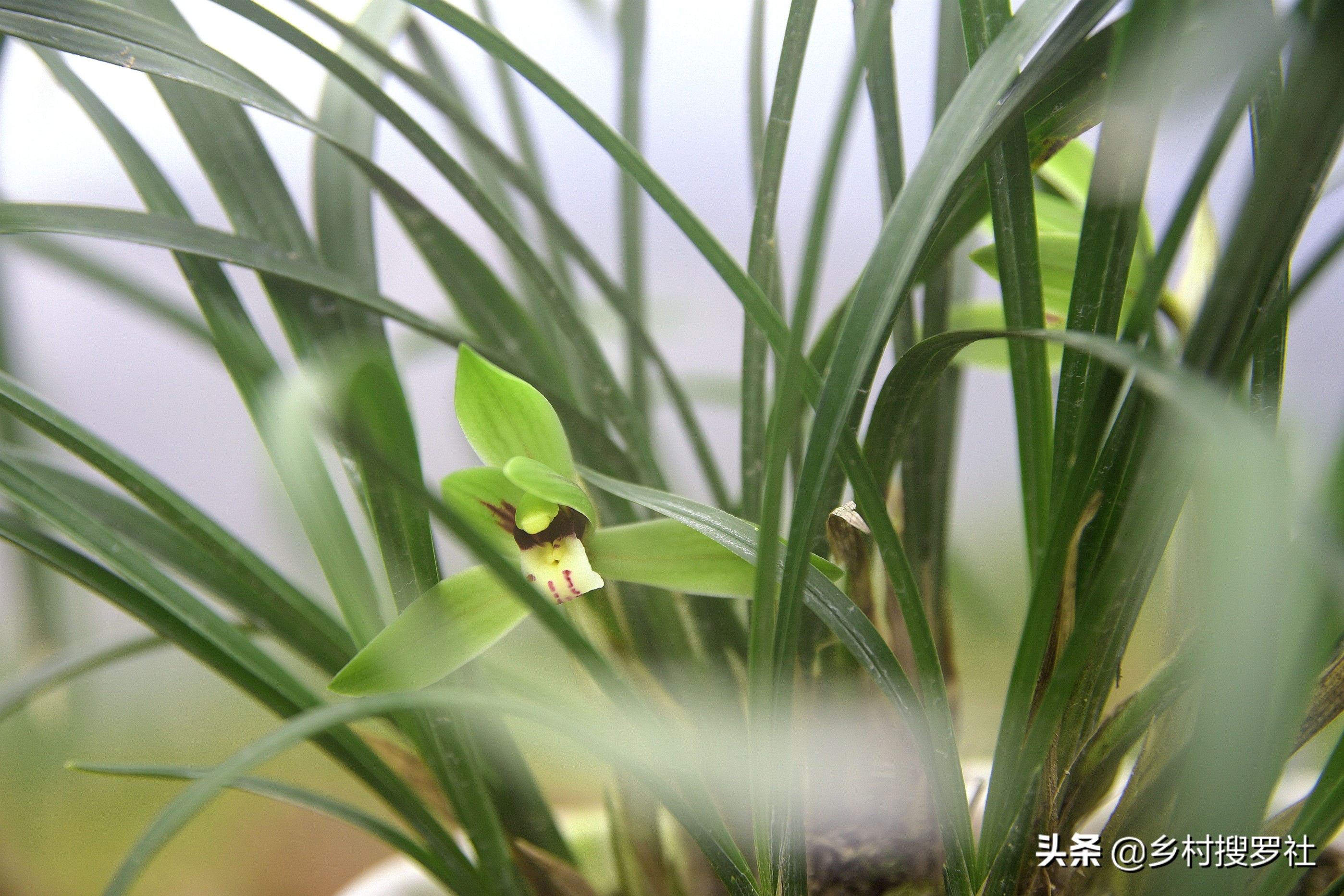 巧用氮肥，让兰花叶片肥厚墨绿？兰友说：尿素的高效使用法并不难