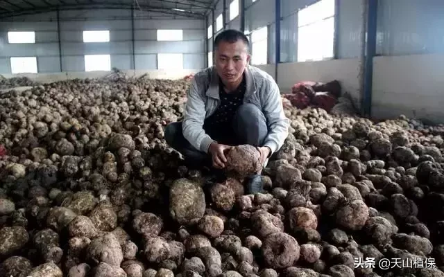 种植一种作物,一亩稳赚一万以上,风险高,今年种植你能接受吗