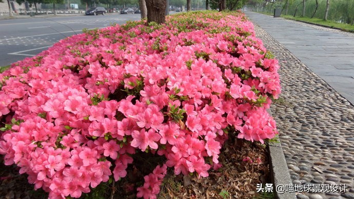 万年麻图片大全（13种适合庭院种植的花灌木）