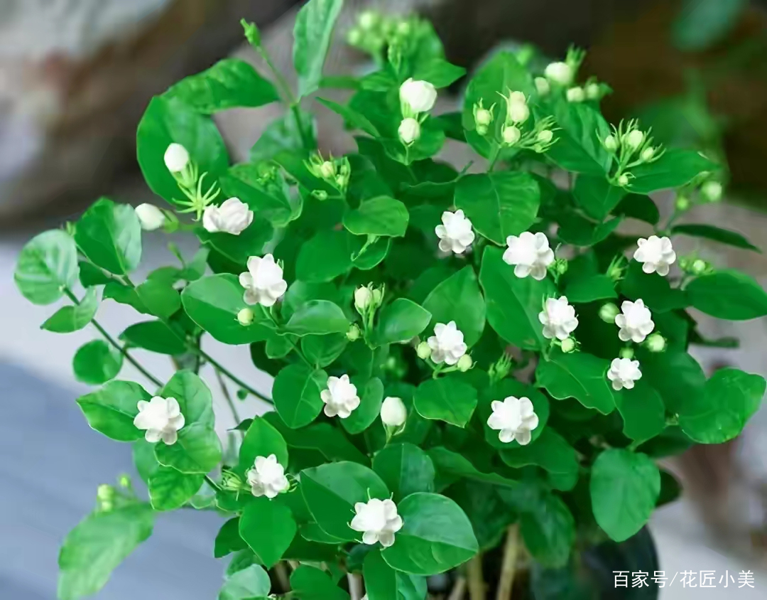 茉莉花真的这么皮实好养吗？茉莉花的养殖方法和注意事项