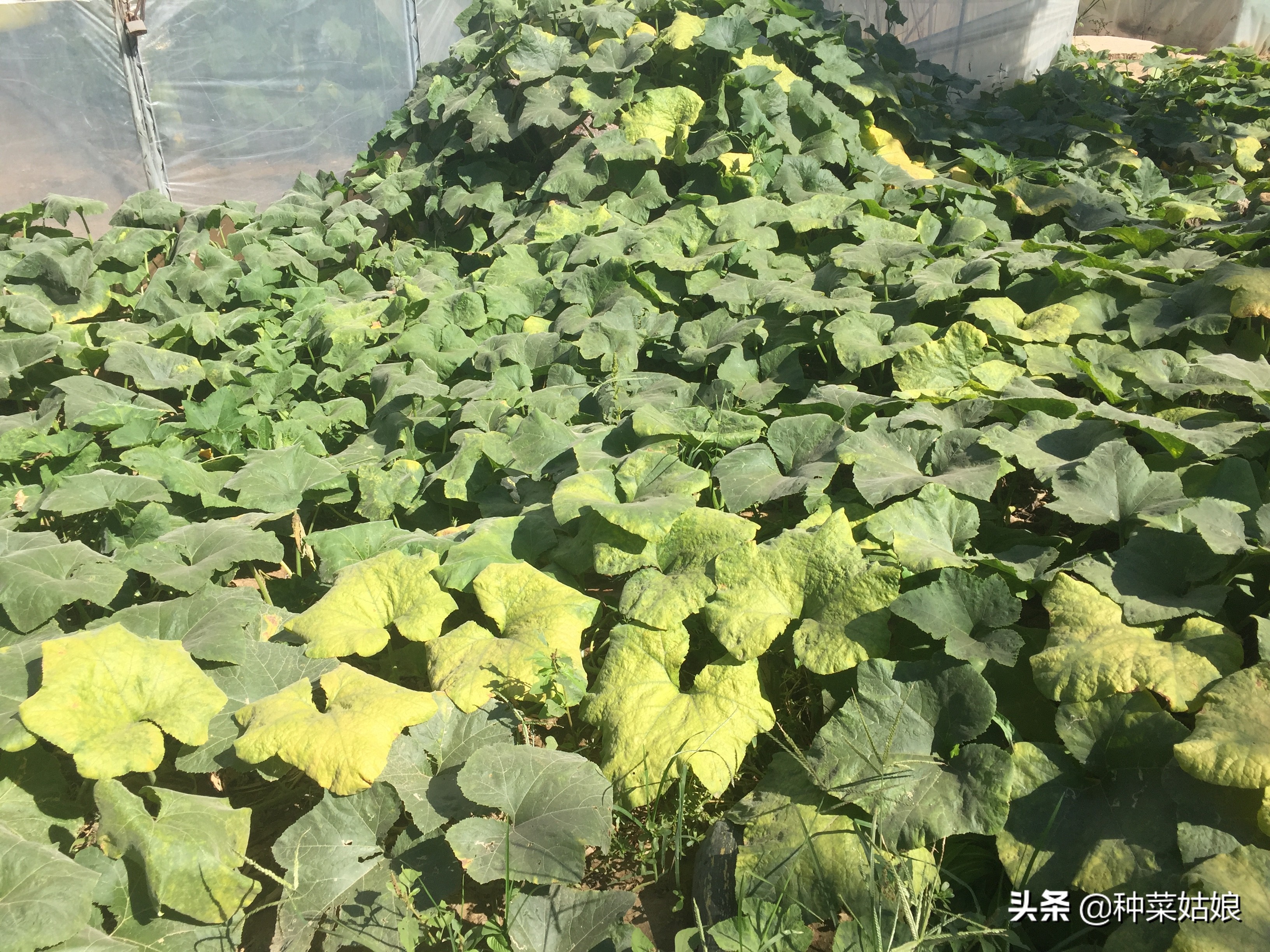 树下能种菜吗？试试这3种，耐旱耐瘠薄，房前屋后也能长得棒棒哒