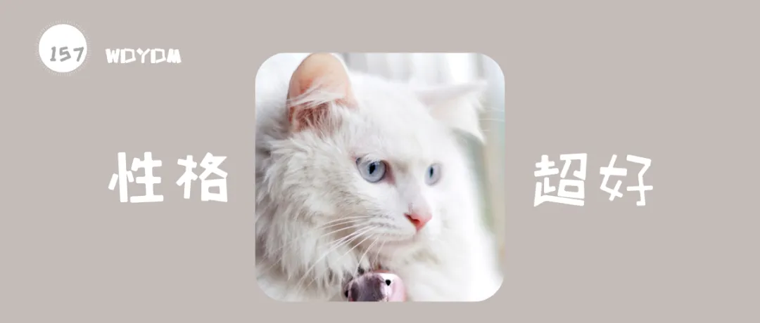 白色长毛猫（白色长毛猫蓝眼睛是什么品种）-第1张图片