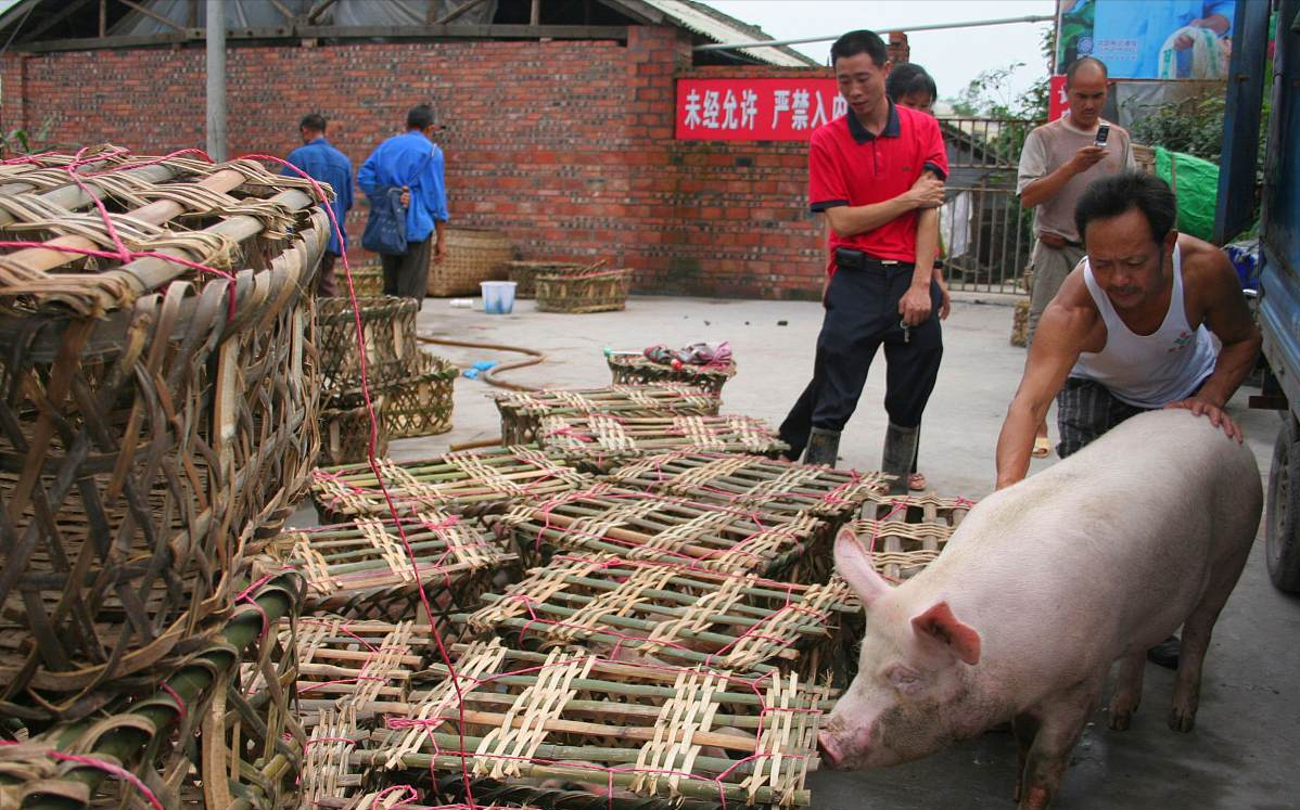 果然！猪价超跌大涨，3个坏消息来袭，11月要跌成“一地猪毛”？