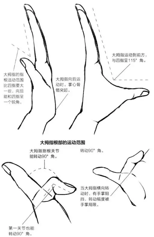 基础漫画入门-手部画法的解剖