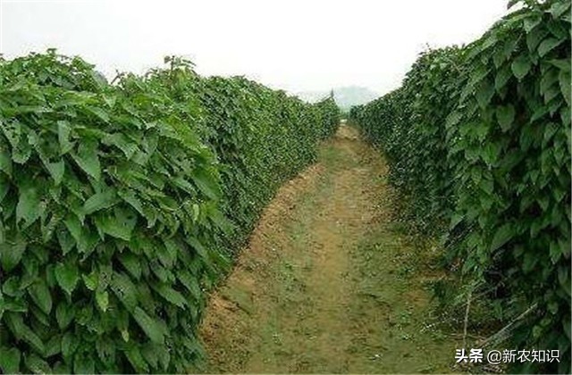 山药怎么种植方法（山药怎么种植方法图片）-第8张图片-昕阳网