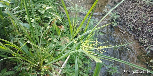 香附子的種植管理要點