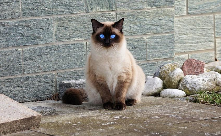 便宜又好养的6种猫咪,适合新手铲屎官